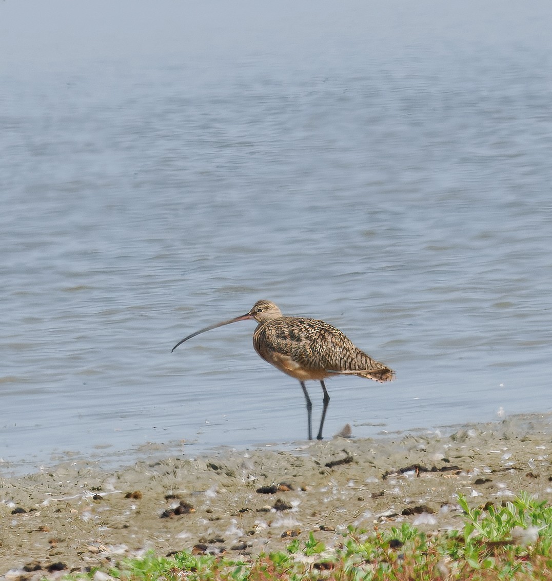 Long-billed Curlew - ML642244762