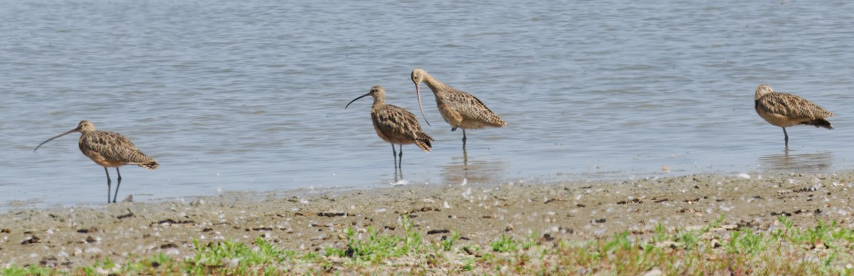 Long-billed Curlew - ML642244763