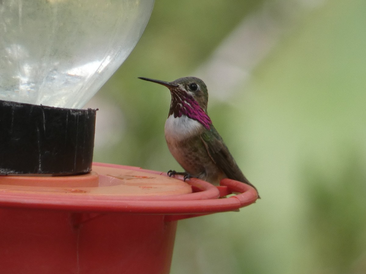 Calliope Hummingbird - ML642244777