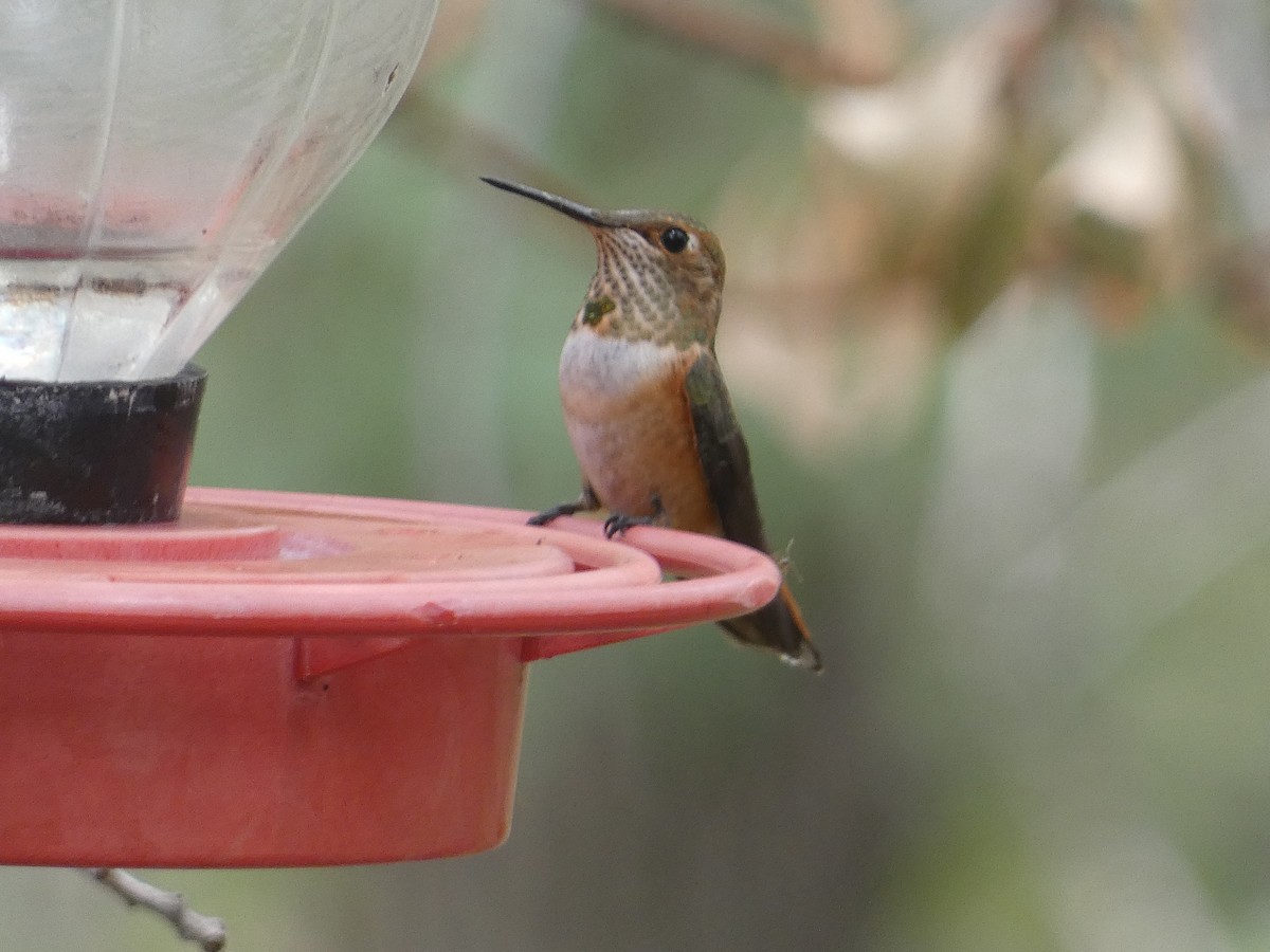 Rufous Hummingbird - ML642244779