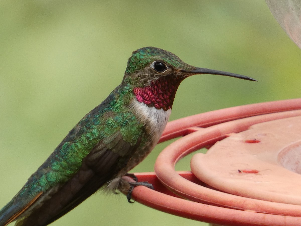 Broad-tailed Hummingbird - ML642244788