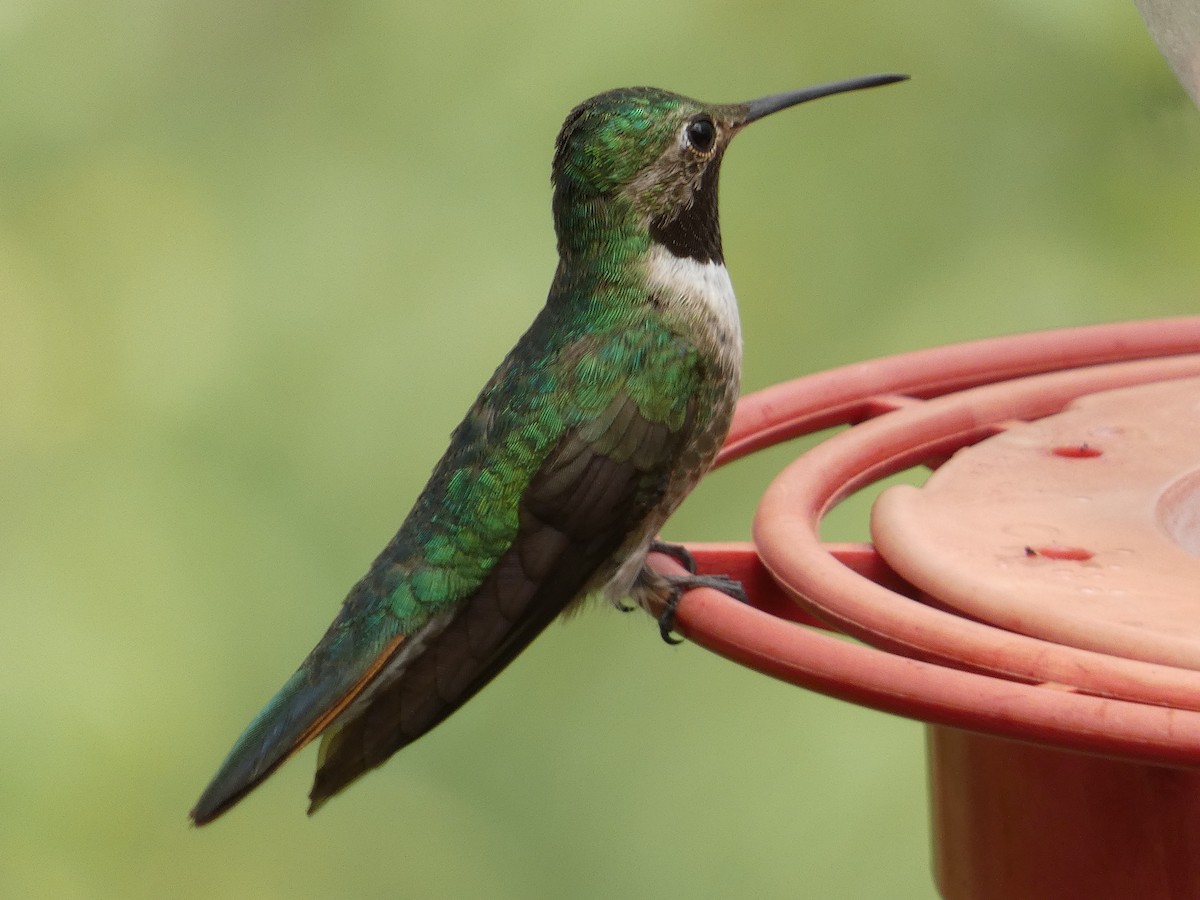 Broad-tailed Hummingbird - ML642244789