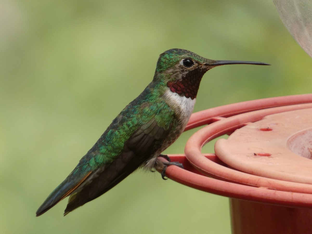 Broad-tailed Hummingbird - ML642244790