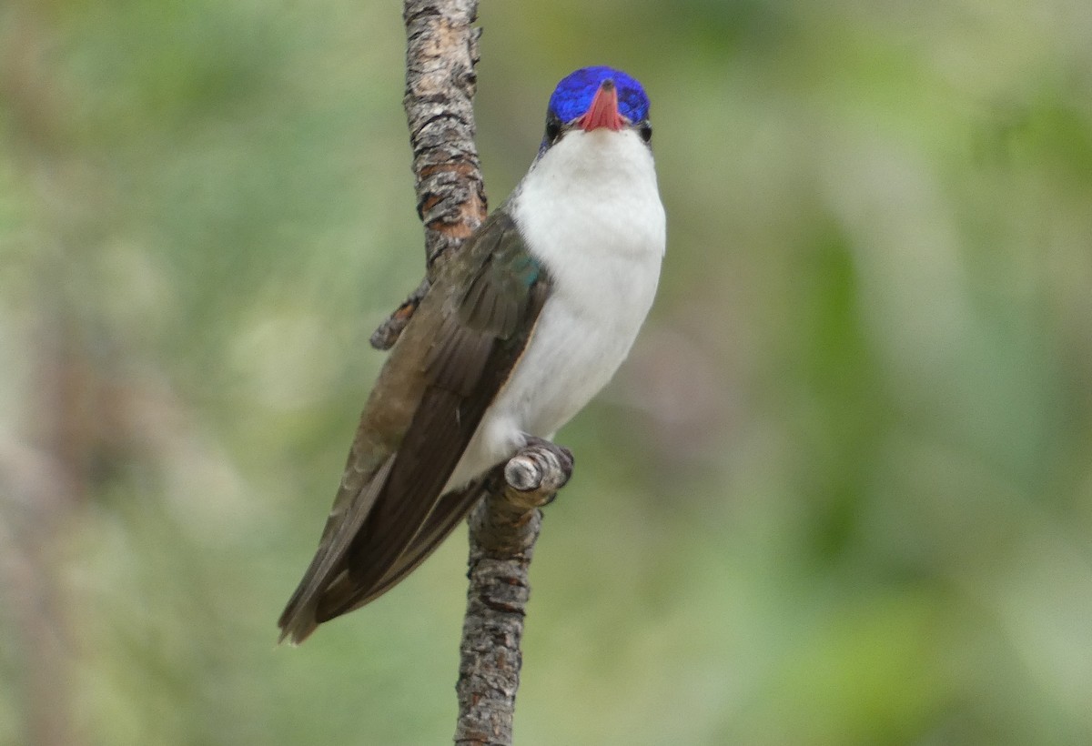 Violet-crowned Hummingbird - ML642244803