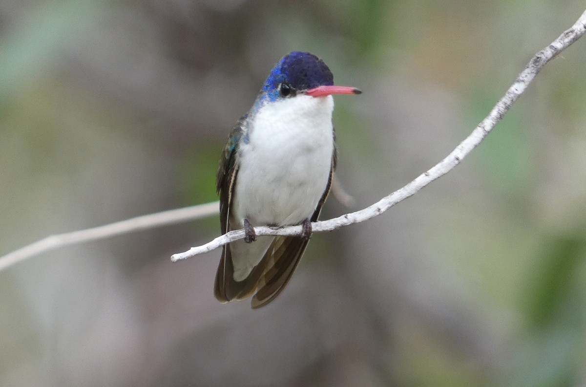 Violet-crowned Hummingbird - ML642244804