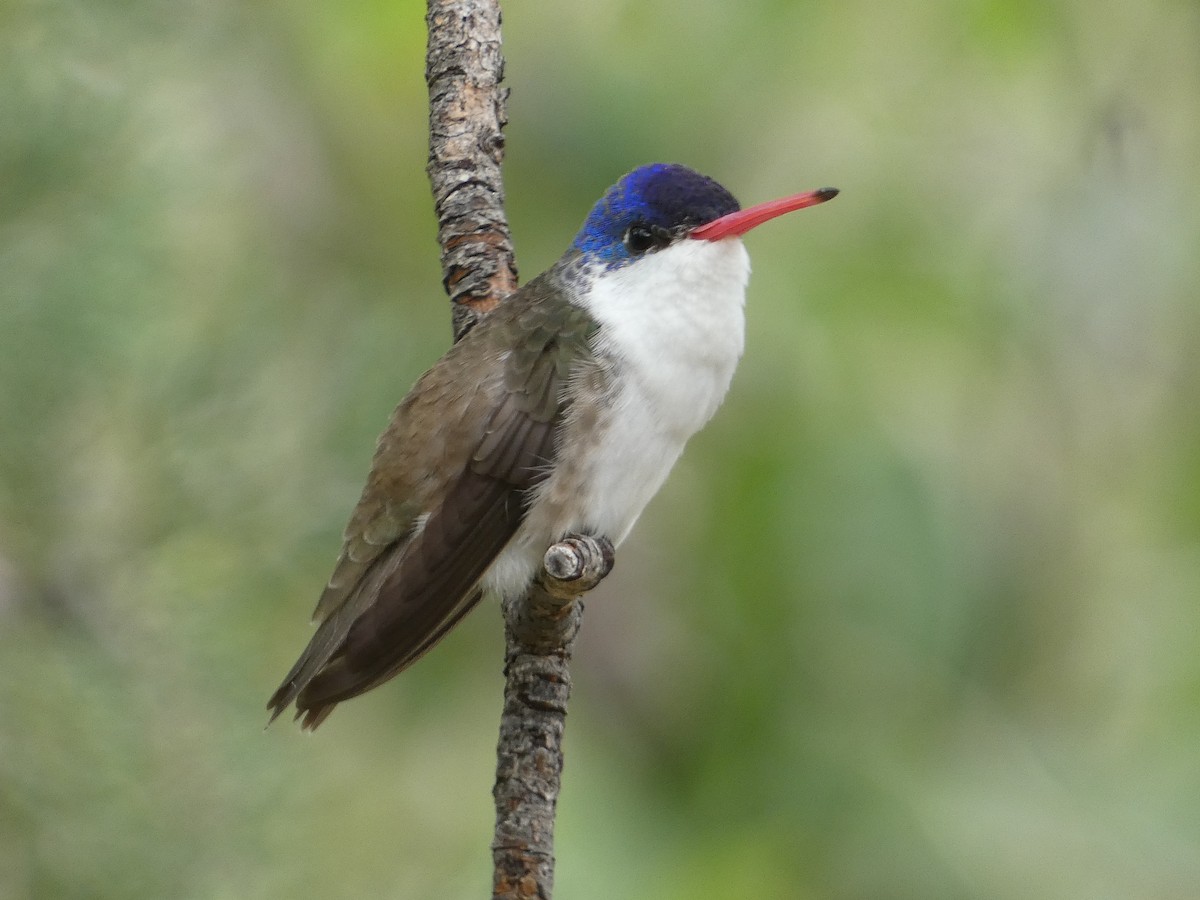 Violet-crowned Hummingbird - ML642244805