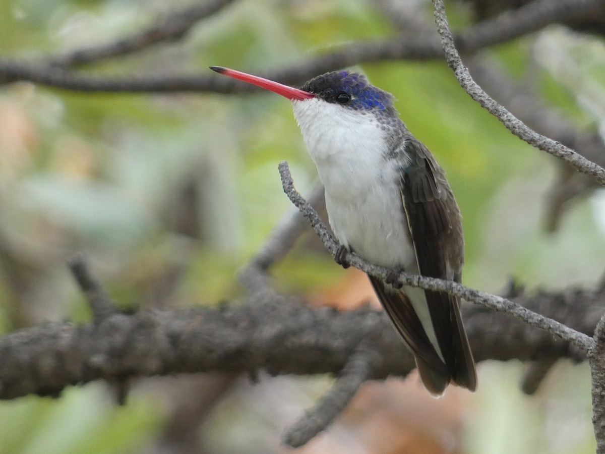 Violet-crowned Hummingbird - ML642244806