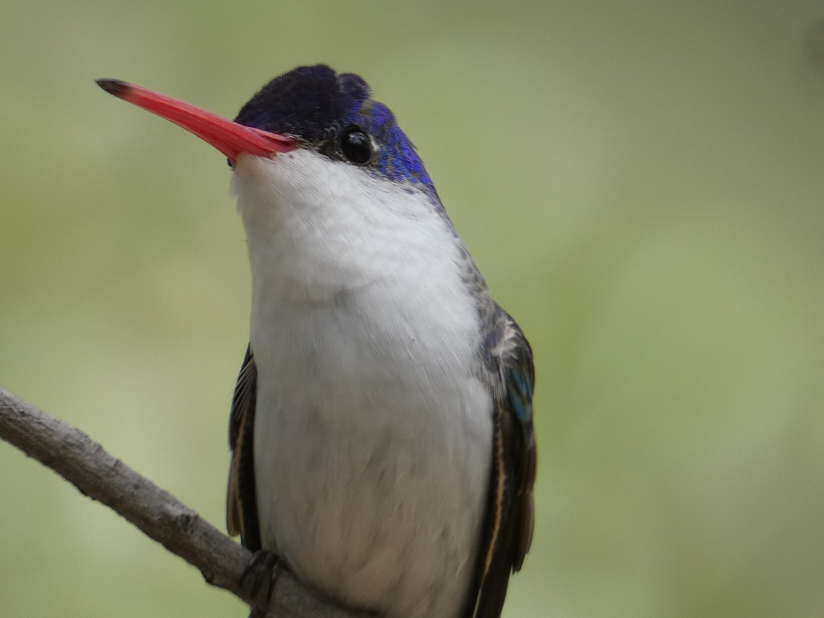 Violet-crowned Hummingbird - ML642244807