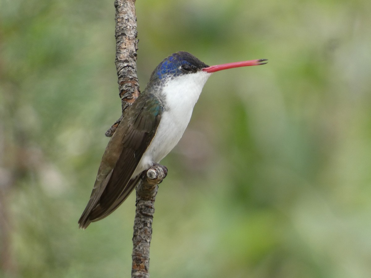 Violet-crowned Hummingbird - ML642244809