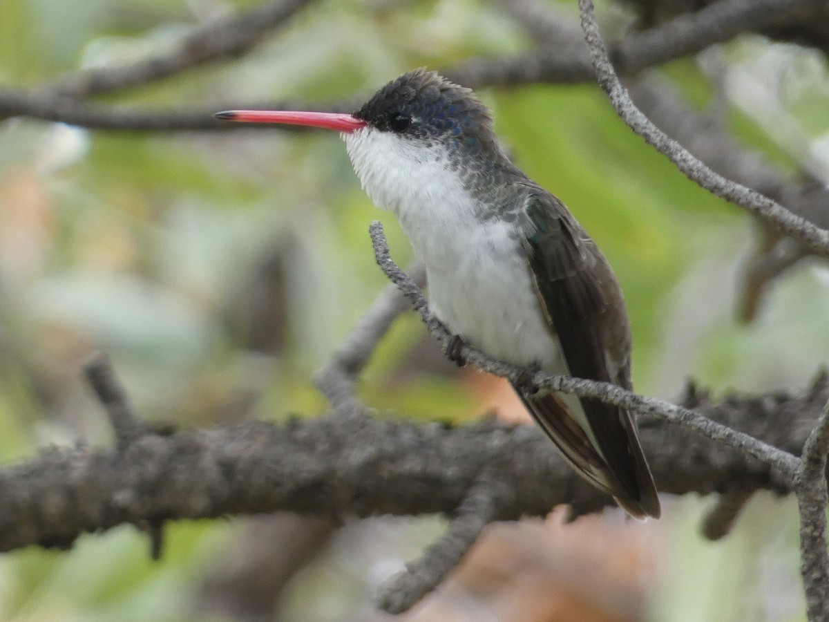 Violet-crowned Hummingbird - ML642244810