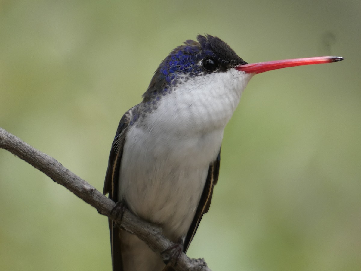 Violet-crowned Hummingbird - ML642244811