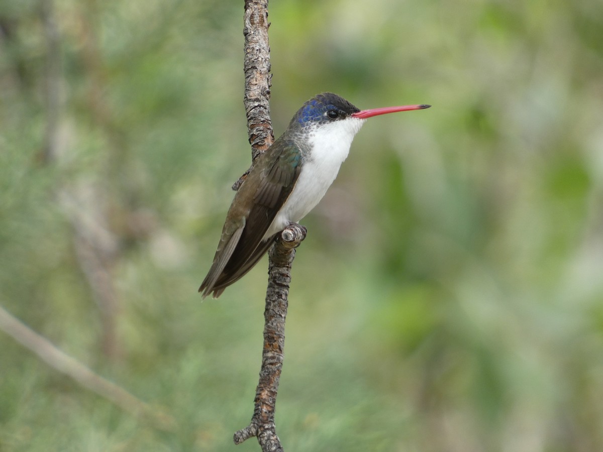 Violet-crowned Hummingbird - ML642244812