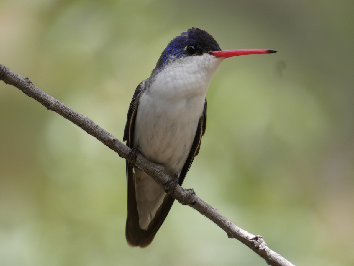 Violet-crowned Hummingbird - ML642244813