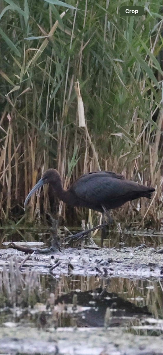 Glossy/White-faced Ibis - ML642244815