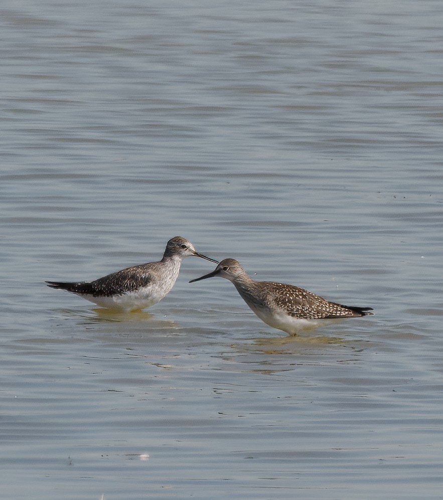 Lesser Yellowlegs - ML642244830