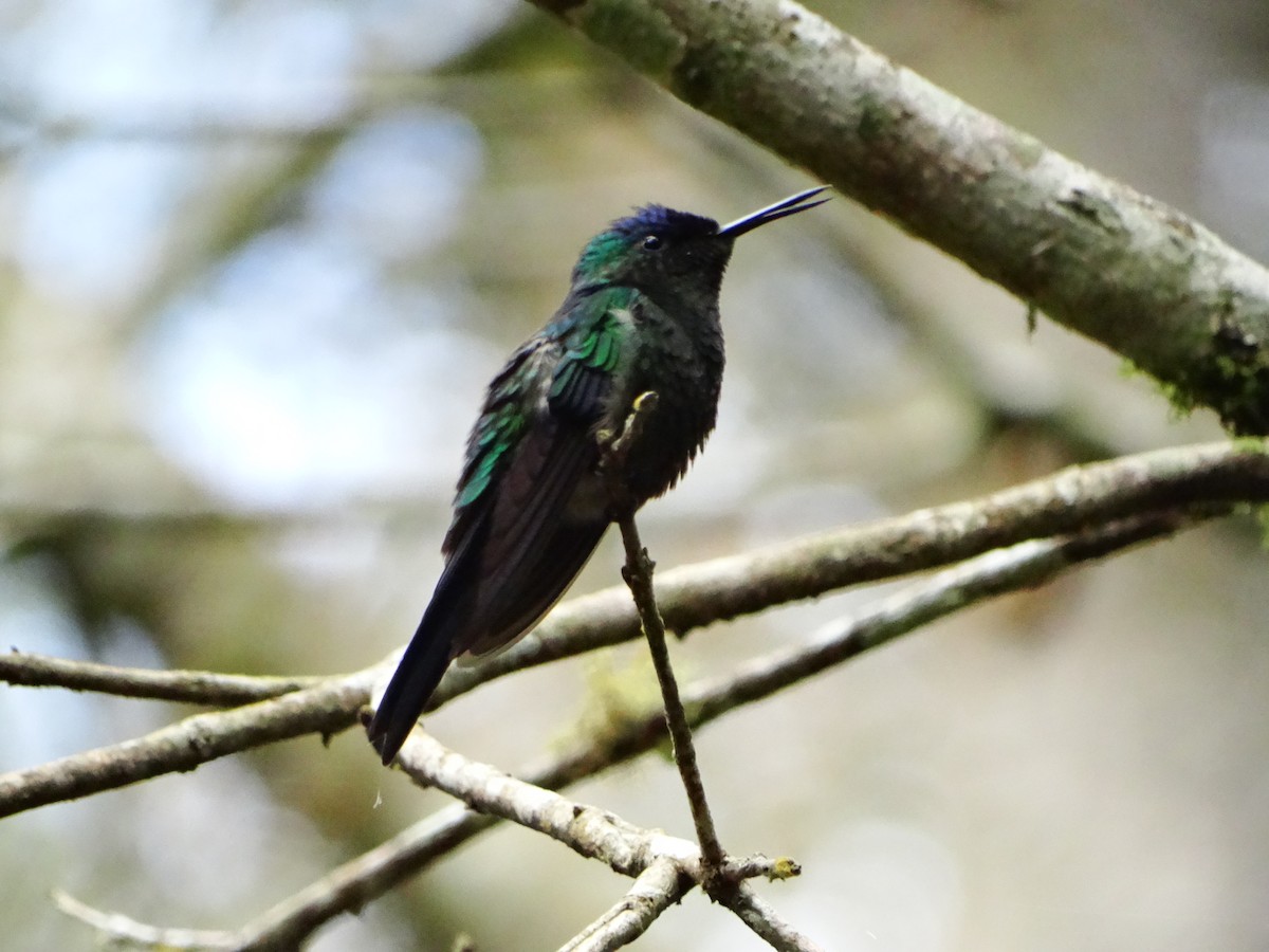 Violet-capped Woodnymph - ML642244835
