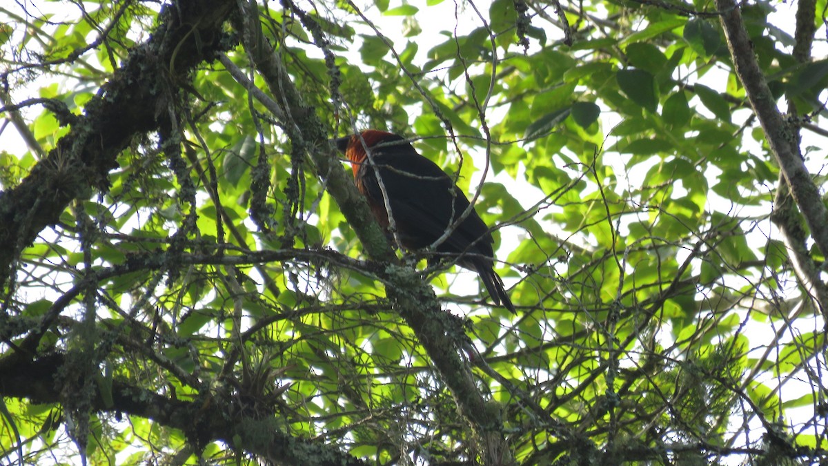 Red-ruffed Fruitcrow - ML642244839