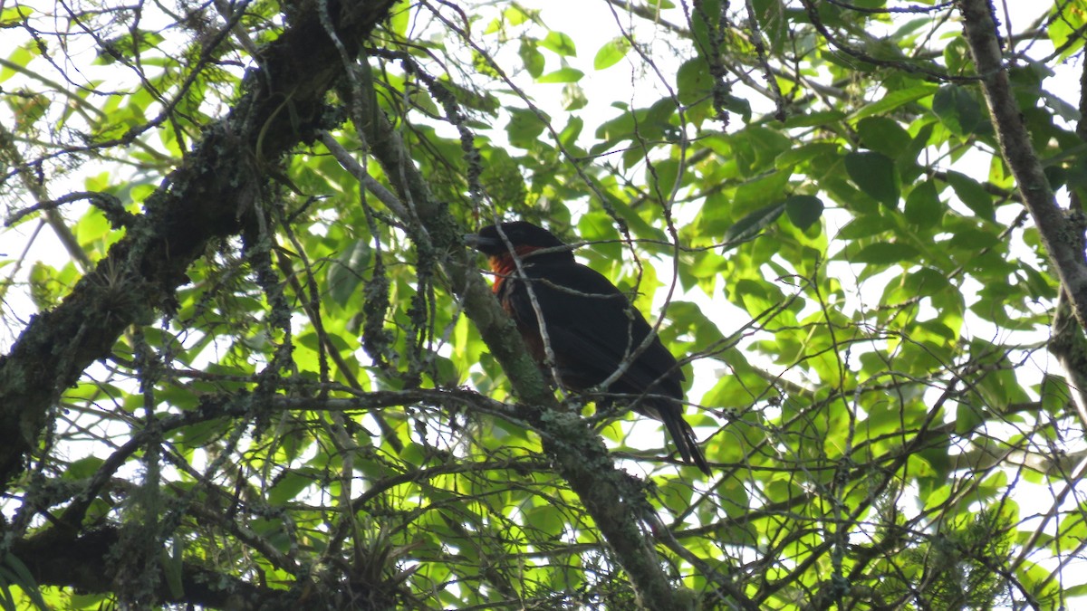 Red-ruffed Fruitcrow - ML642244840