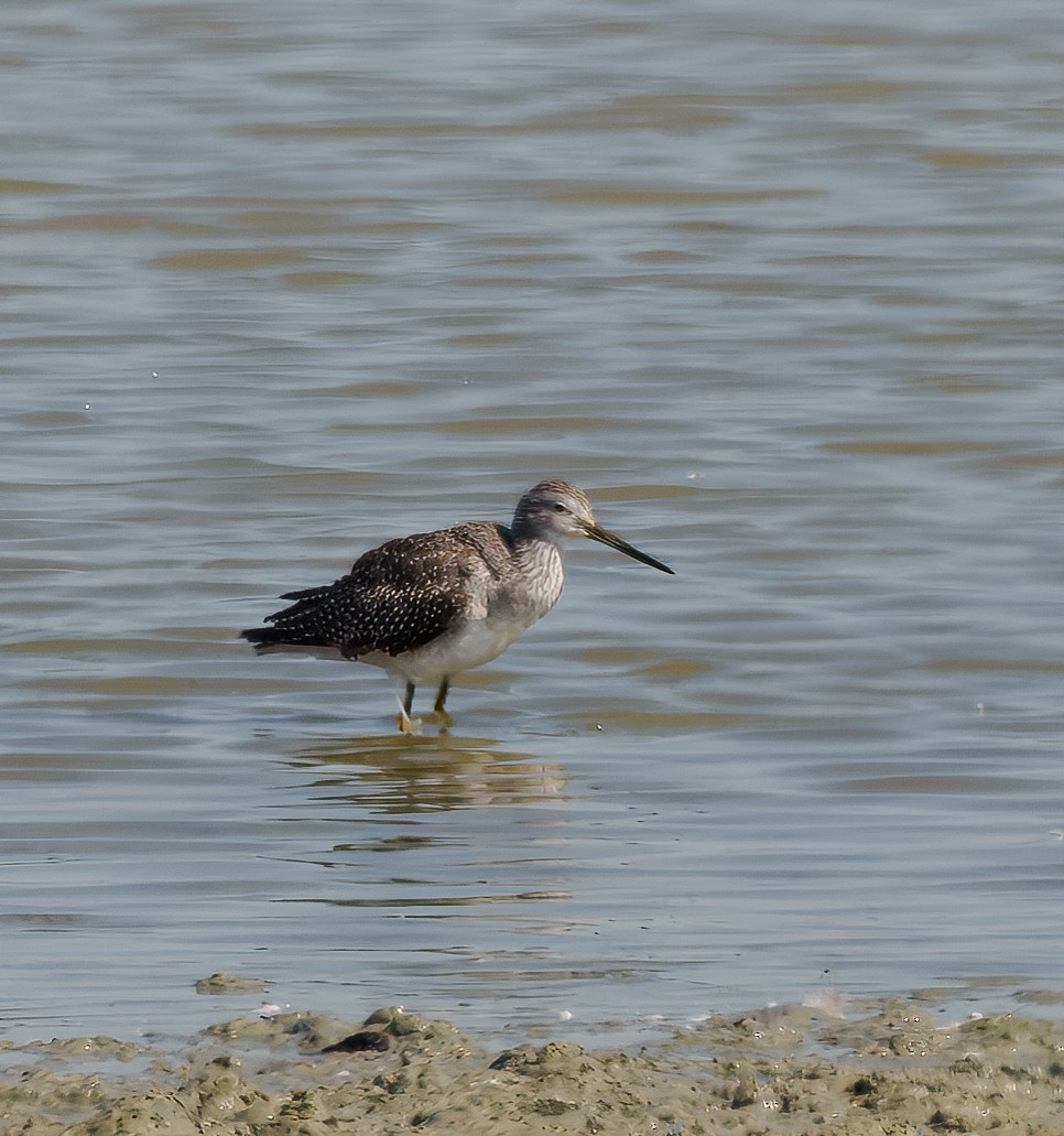 Greater Yellowlegs - ML642244843