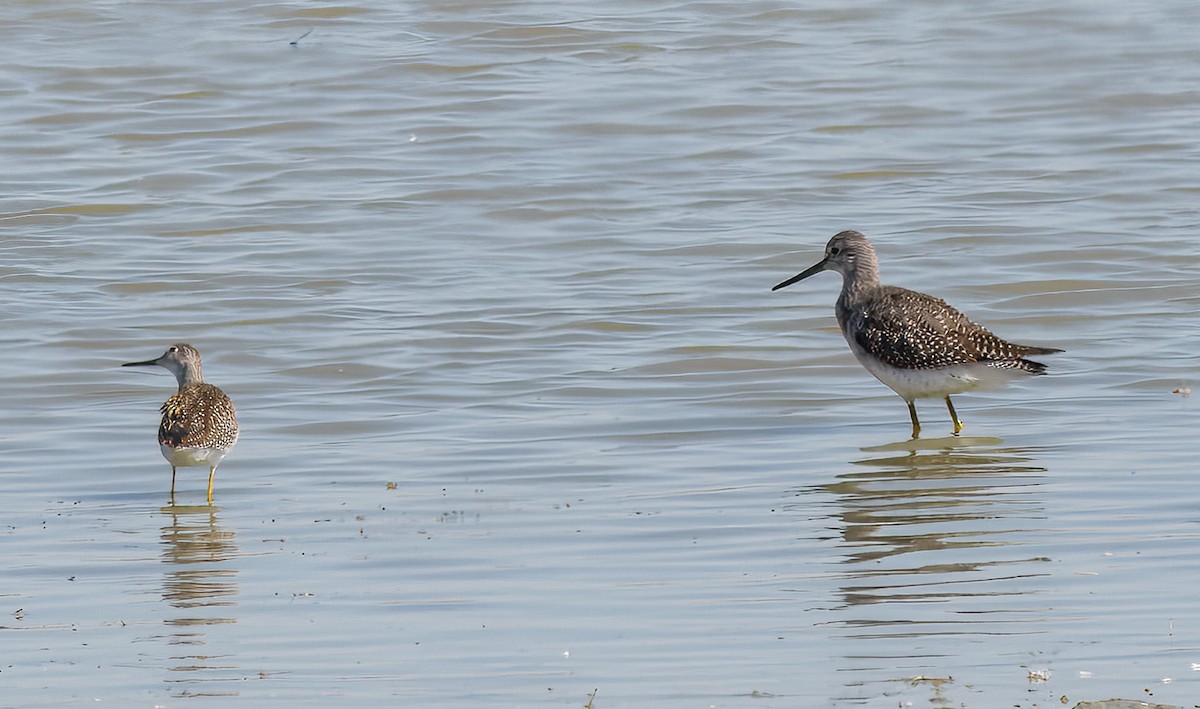 Greater Yellowlegs - ML642244844
