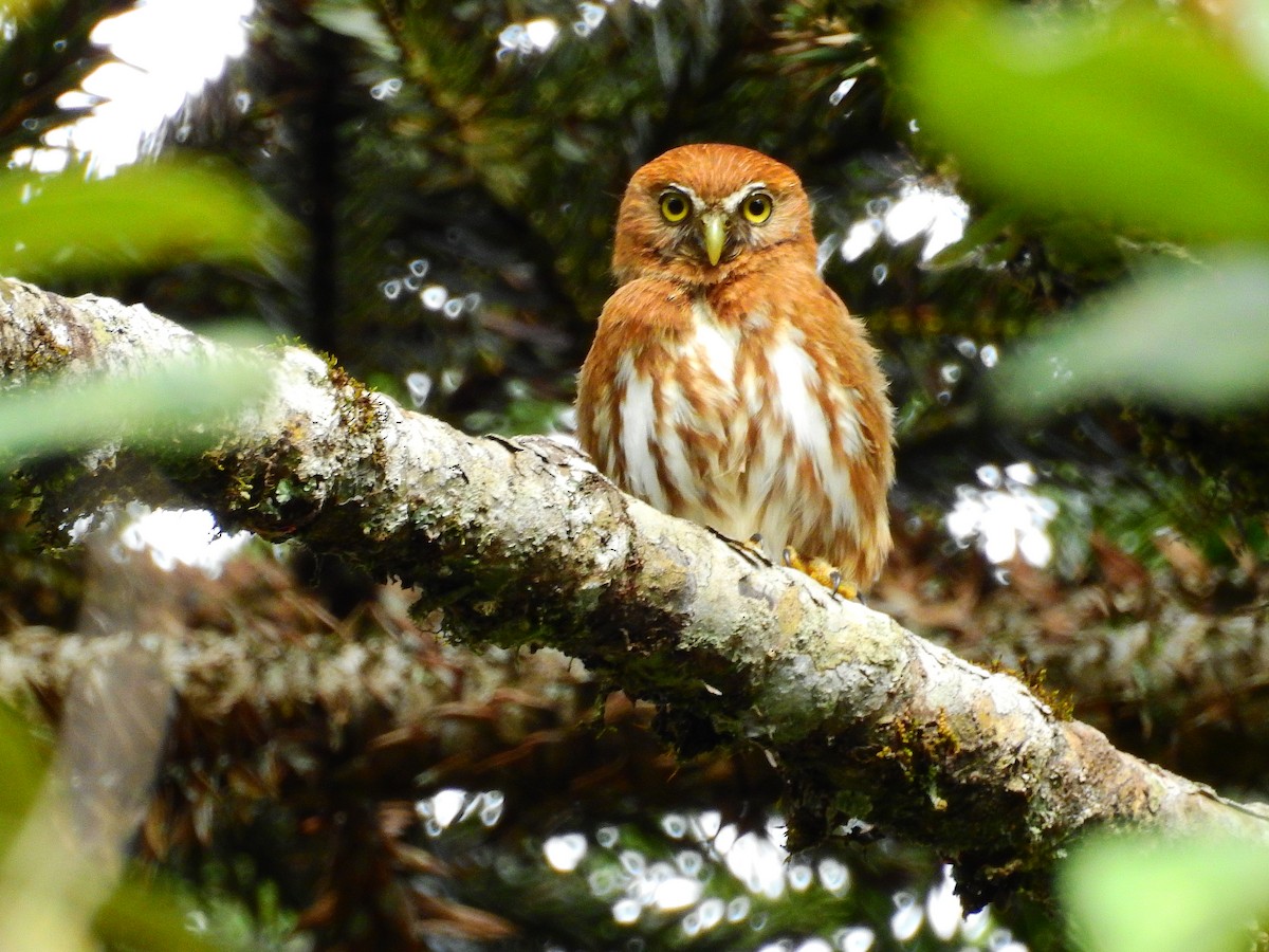 Ferruginous Pygmy-Owl - ML642244855