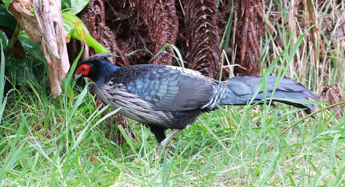 Kalij Pheasant - ML642244872