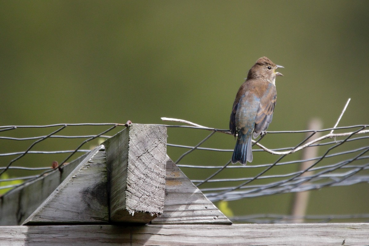 ルリノジコ - ML642244875