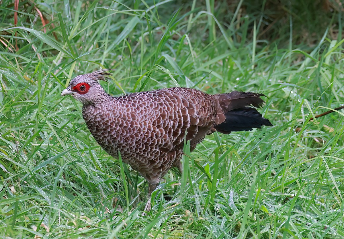 Kalij Pheasant - ML642244876
