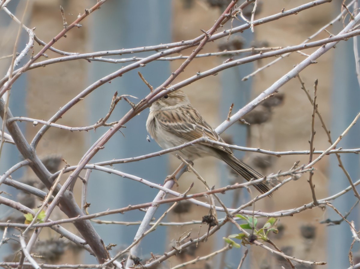 Brewer's Sparrow - ML642244885