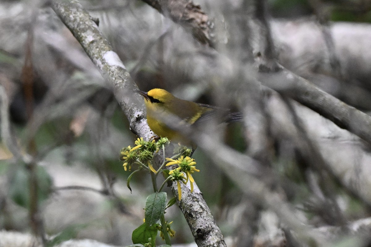Golden-winged x Blue-winged Warbler (hybrid) - ML642244886