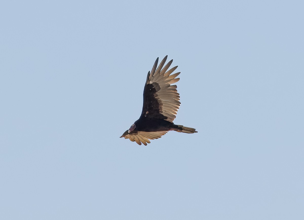 Turkey Vulture - ML642244892