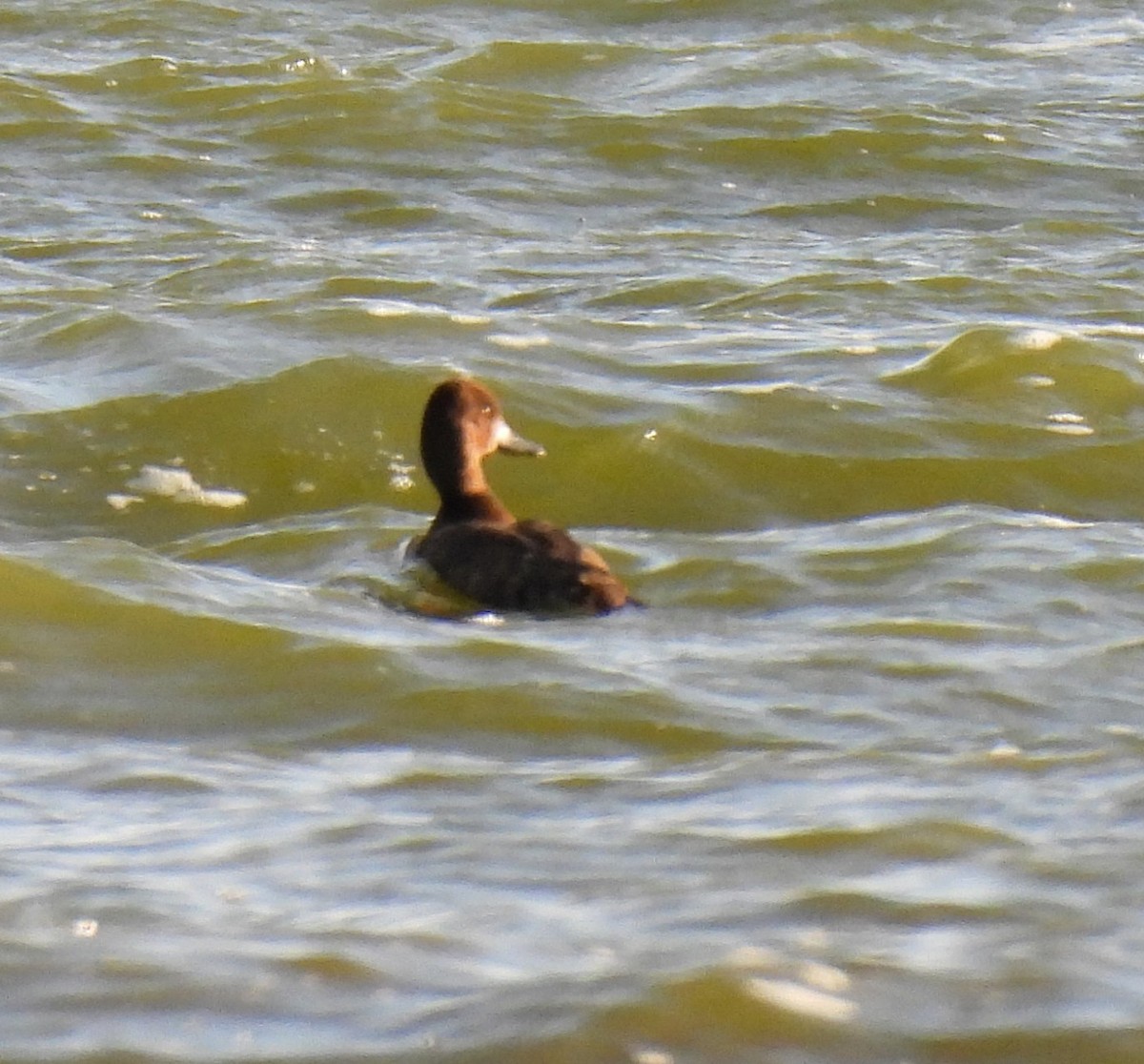 Lesser Scaup - ML642244909