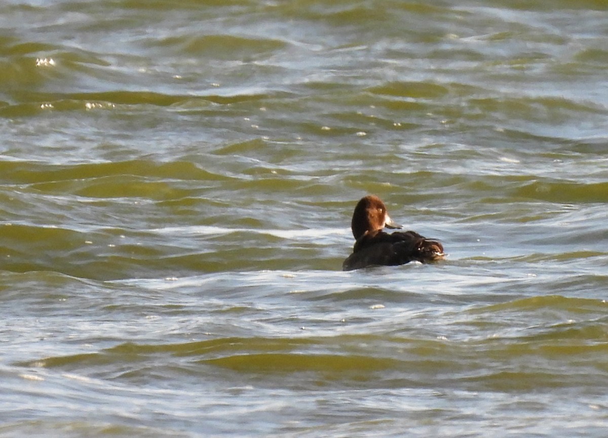 Lesser Scaup - ML642244910