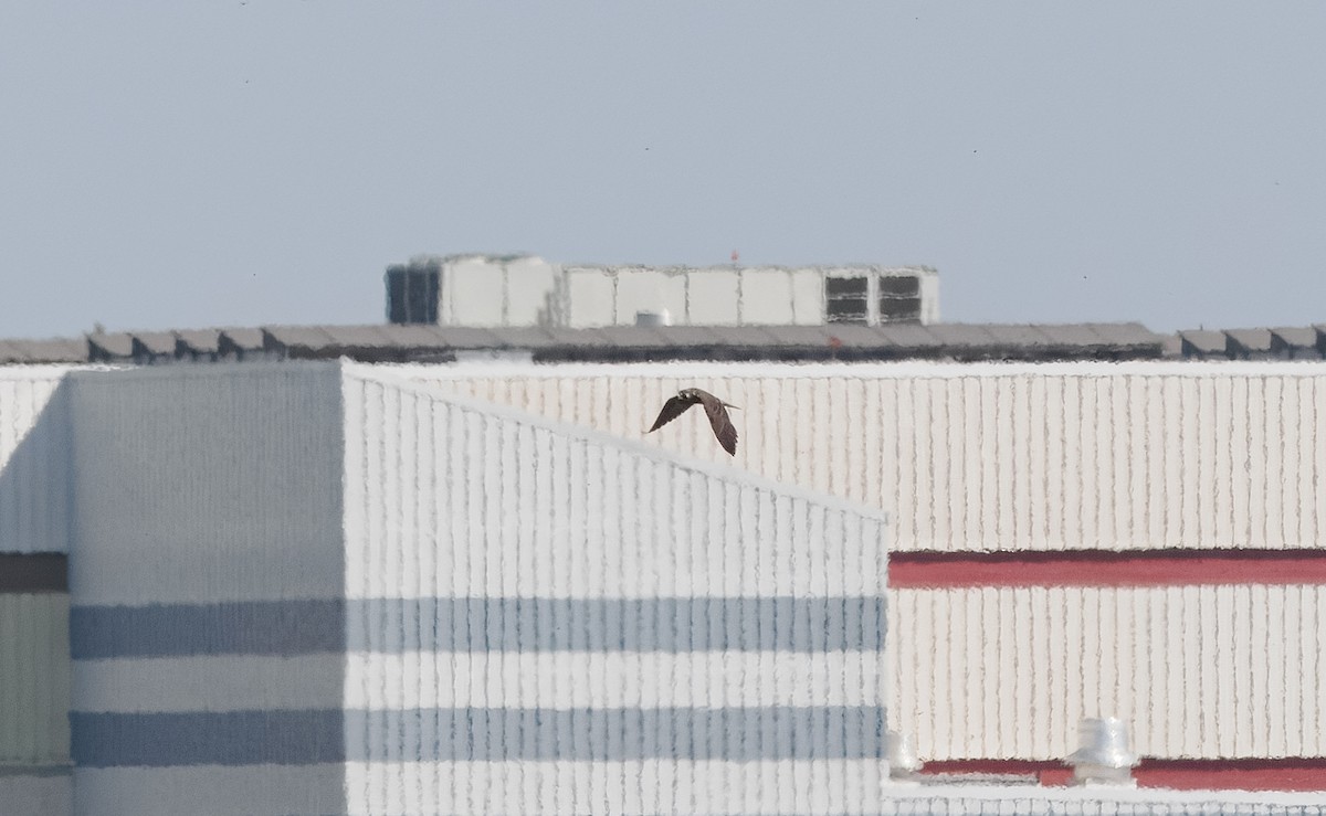 Peregrine Falcon - ML642244918