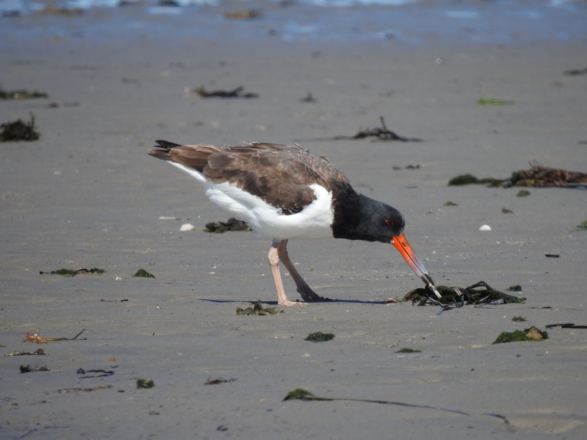 American Oystercatcher - ML642244932