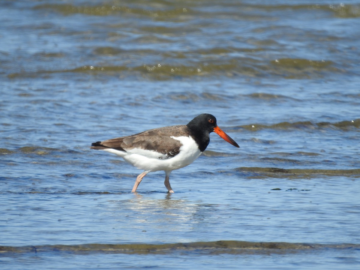 American Oystercatcher - ML642244933