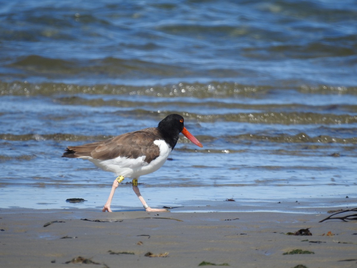 American Oystercatcher - ML642244934