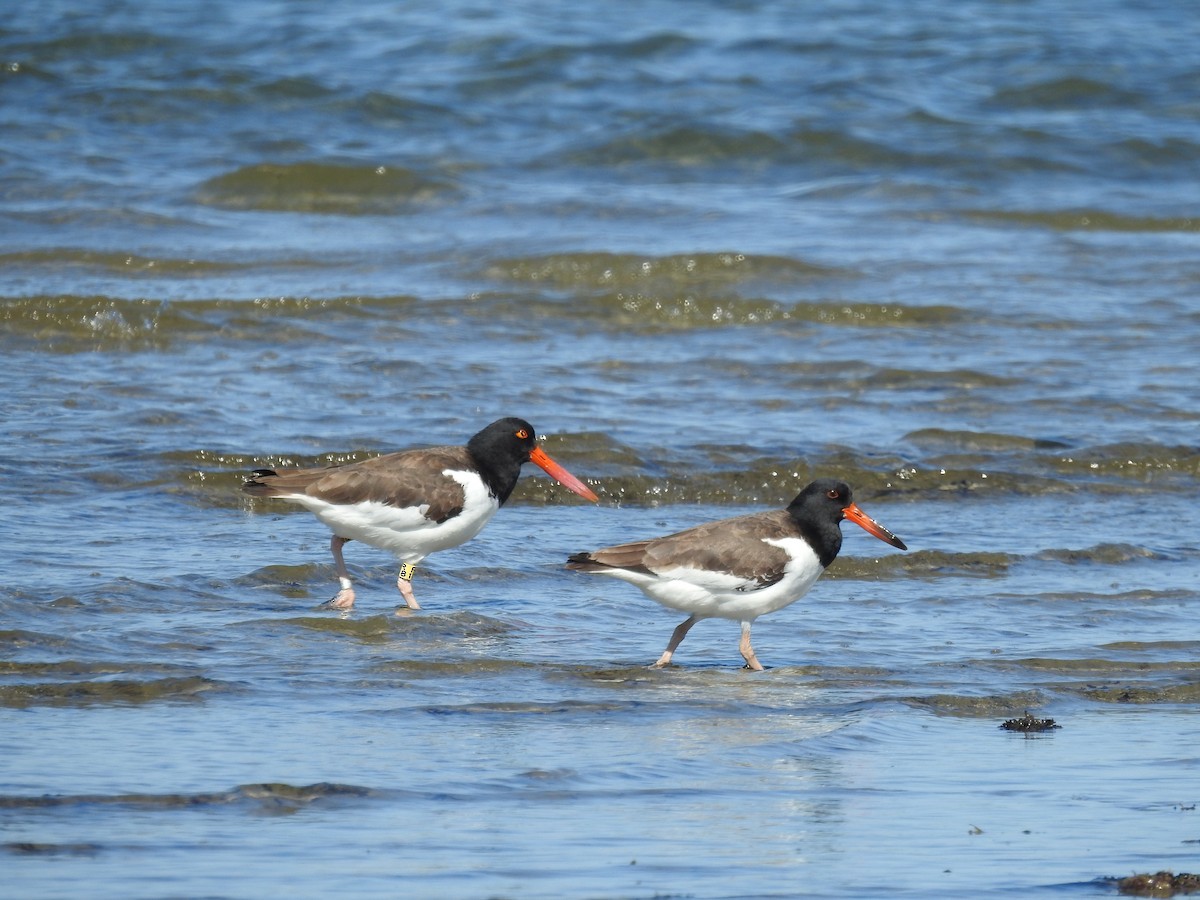 American Oystercatcher - ML642244935