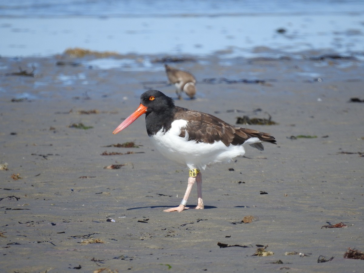 American Oystercatcher - ML642244936