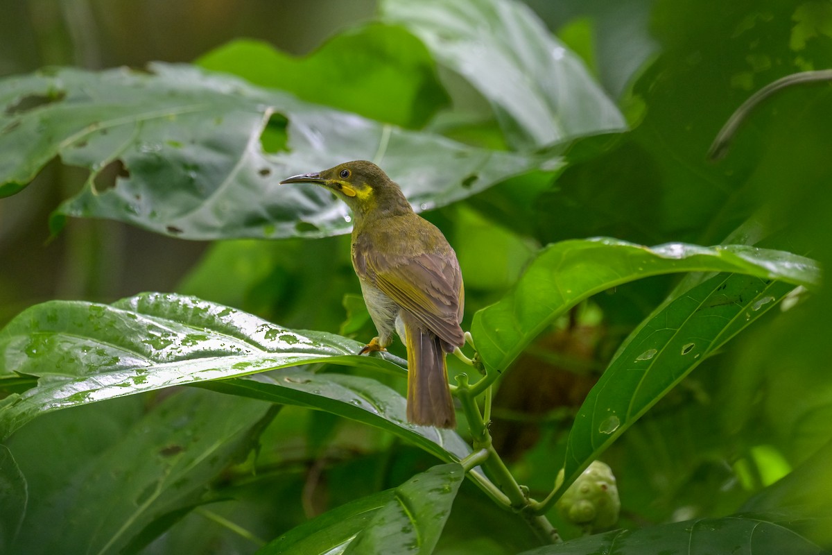 Eastern Wattled-Honeyeater - ML642244937