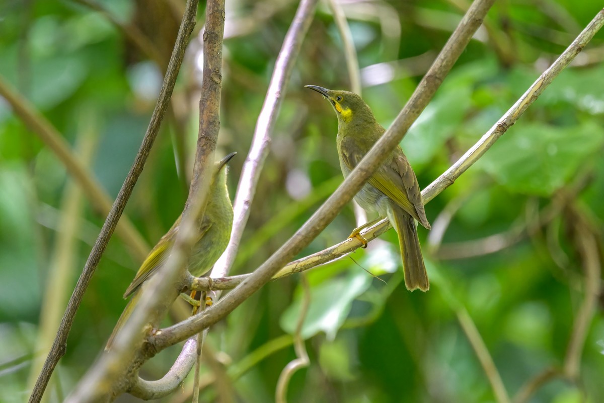 Eastern Wattled-Honeyeater - ML642244938