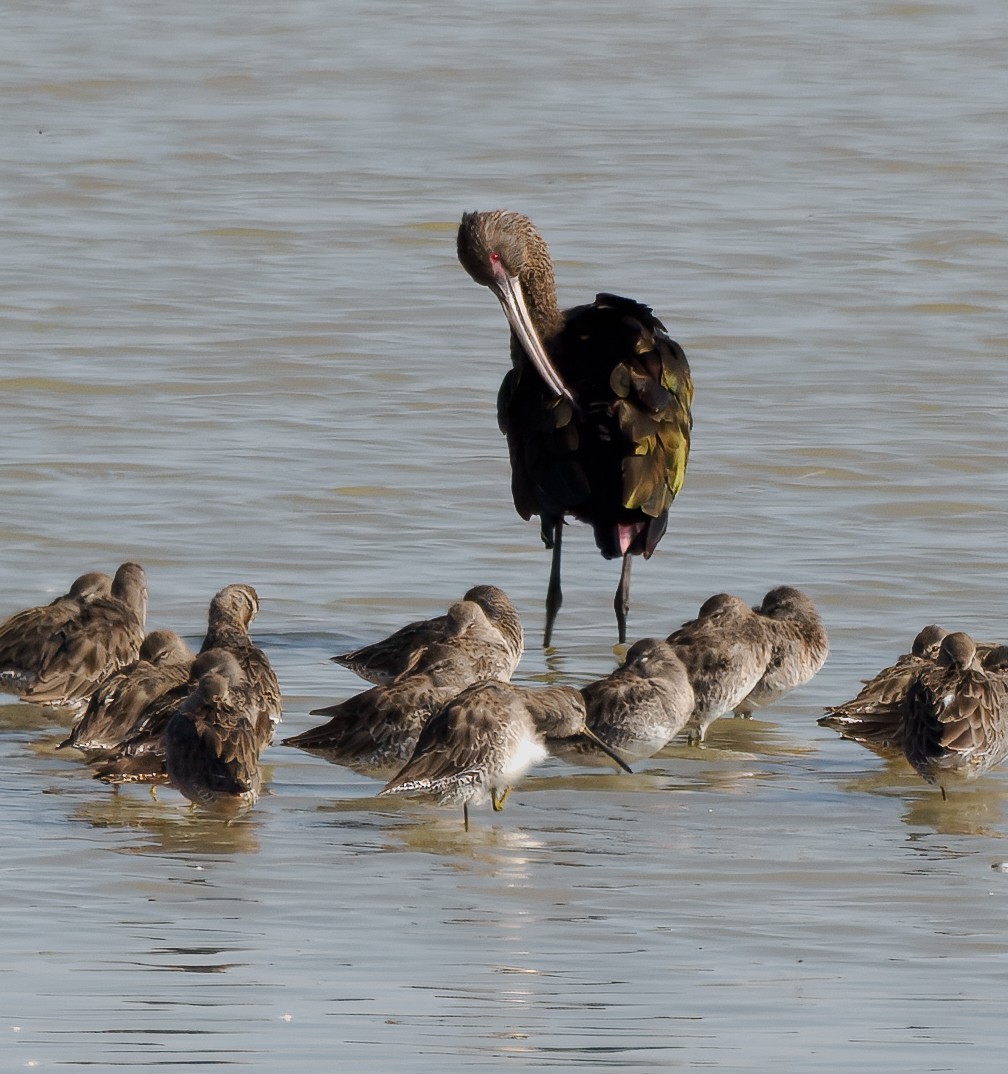 White-faced Ibis - ML642244940