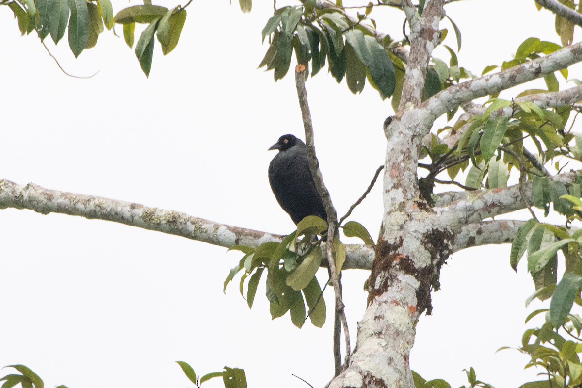 Giant Cowbird - ML642244942