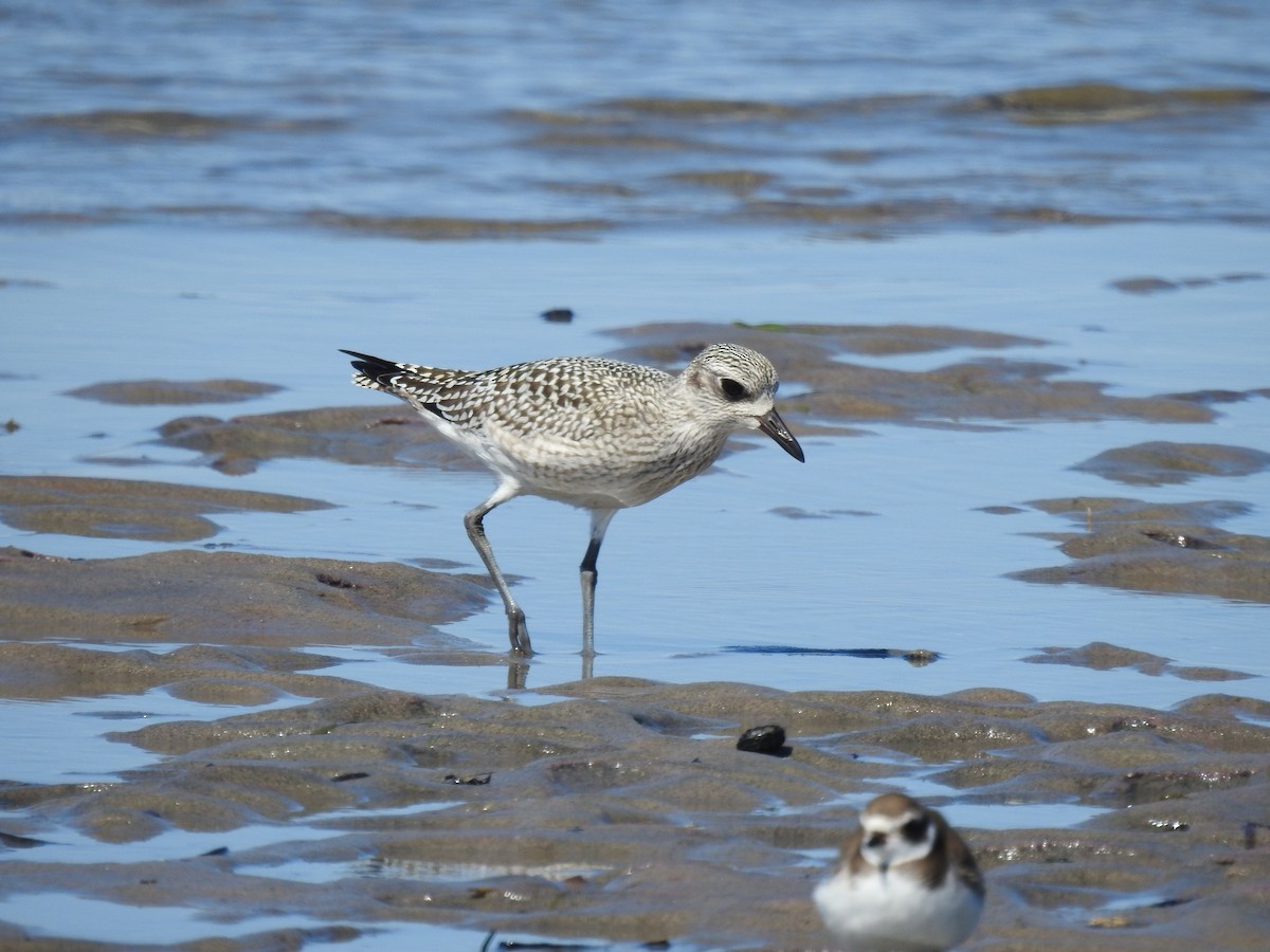 Pivieressa - ML642244947