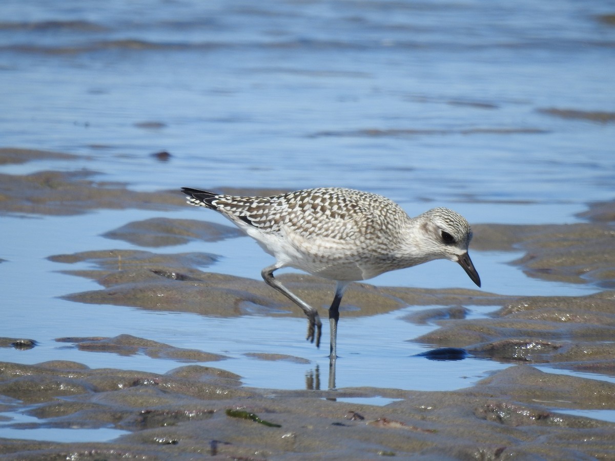 Pivieressa - ML642244948