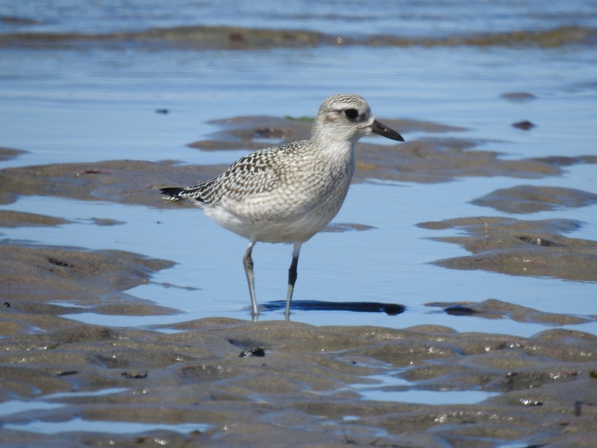 Pivieressa - ML642244950