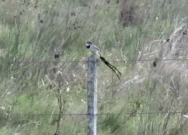 Strange-tailed Tyrant - ML642244980
