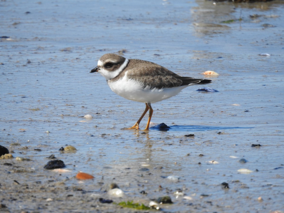 Semipalmated Plover - ML642244987