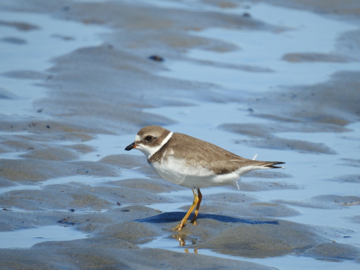 Semipalmated Plover - ML642244989