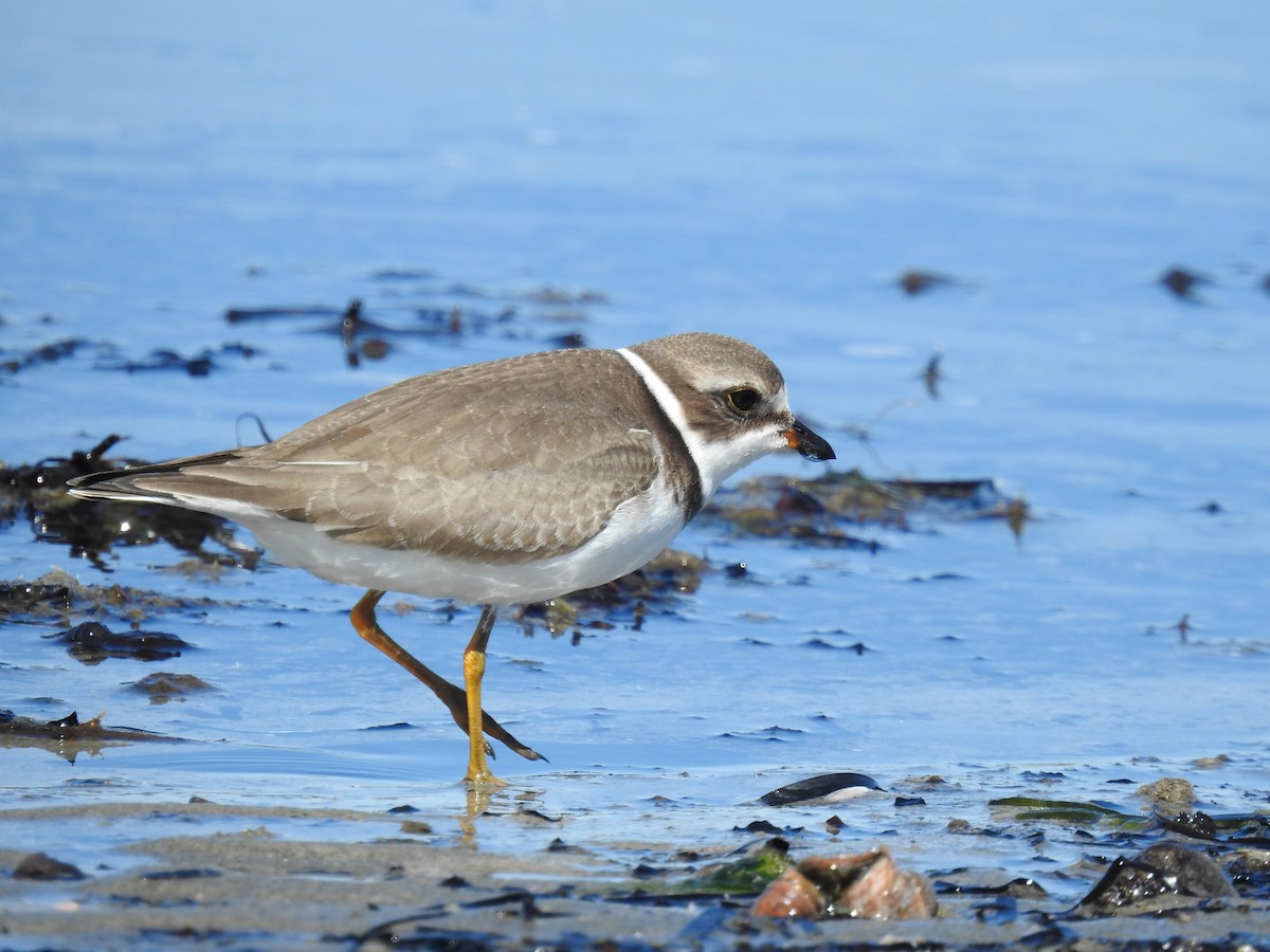 Semipalmated Plover - ML642244990